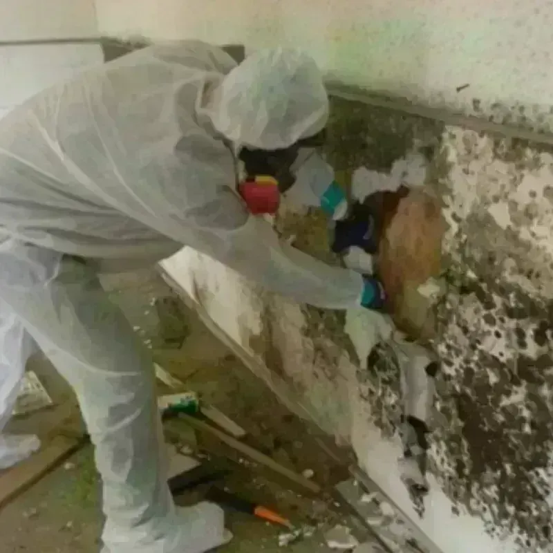 Mold Remediation and Removal in Lead, SD